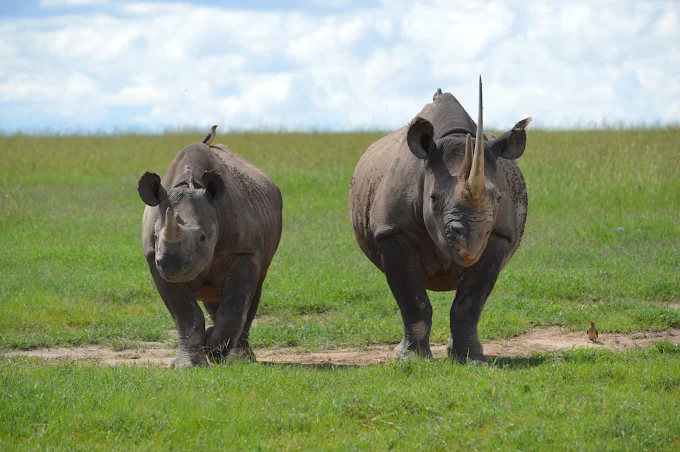 Ol Pejeta Conservancy Wildlife
